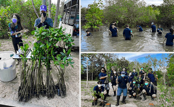Campanie de plantare de mangrove în Thailanda