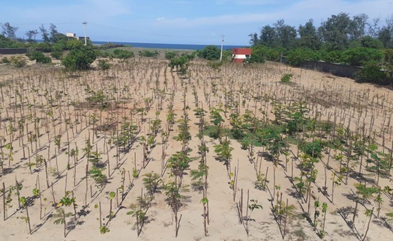 3.000 de copaci plantați în Mahabalipuram, Tamil Nadu