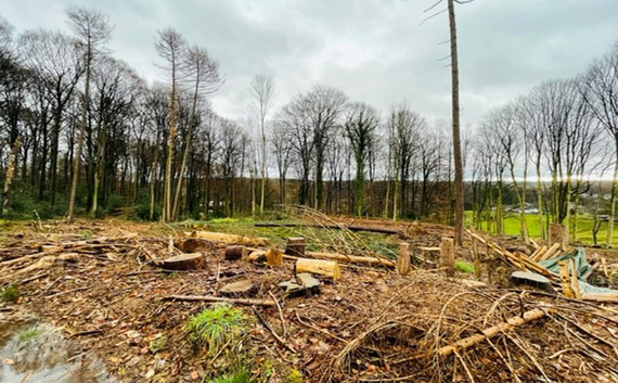 Zona de pădure deteriorată în Herrenstrunden