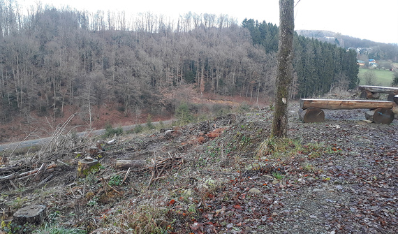Zona de reîmpădurire viitoare în pădurea comunitară Lindlar