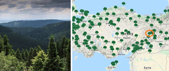 Harta cu locația de reîmpădurire marcată în Elazig